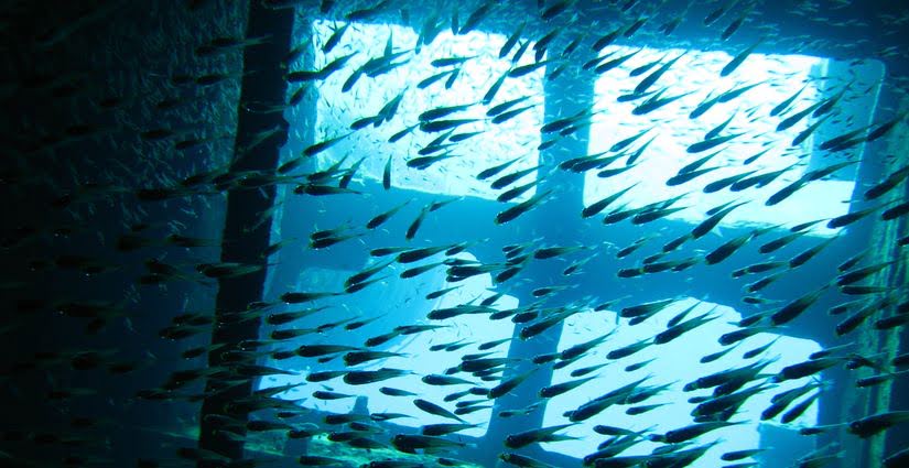 SS Thistlegorm